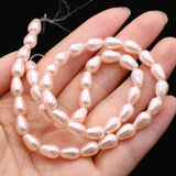 Natural Shell Beads for Jewelry Making