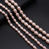 Natural Shell Beads for Jewelry Making