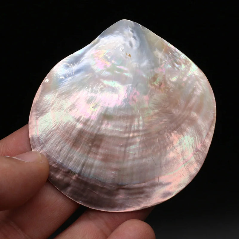 8PCS Seawater Shell Round Pendant Bead for Jewelry Making