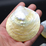 8PCS Seawater Shell Round Pendant Bead for Jewelry Making