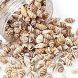 Spiral Shell Beads for Jewelry Making - 117~650pcs/Box