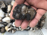 1Kg Dog Milk Agate Stone Nature Crystal From Mongolia