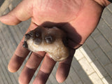 1Kg Dog Milk Agate Stone Nature Crystal From Mongolia