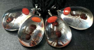 12pcs Real Red Bean Ant Lucid Drop Pendant Specimen