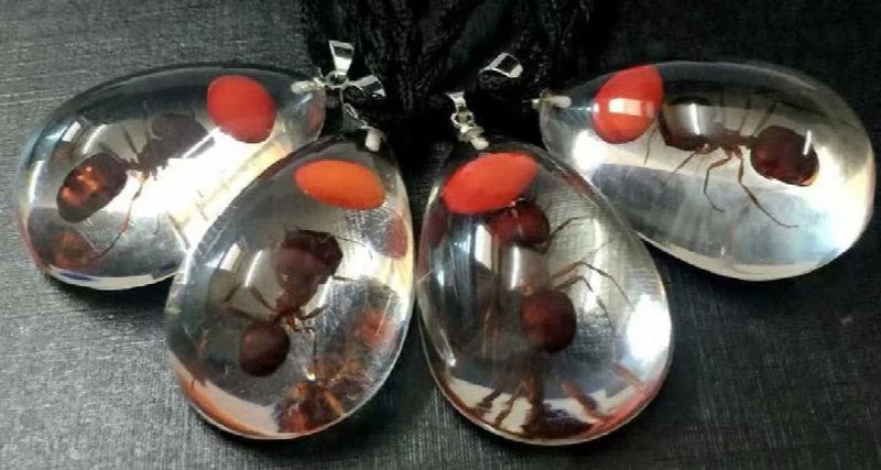 12pcs Real Red Bean Ant Lucid Drop Pendant Specimen