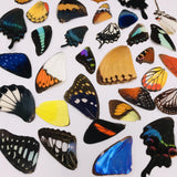 20pcs Real Butterfly Wings 3D Butterfly Specimens Mother Butterflies Wings