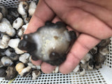 1Kg Dog Milk Agate Stone Nature Crystal From Mongolia