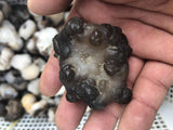 1Kg Dog Milk Agate Stone Nature Crystal From Mongolia