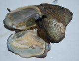 20pcs 6-7mm Oval Pearls in Oyster, Vacuum Packed