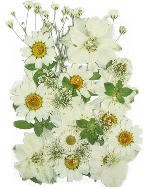 Dried Pressed Flowers for Crafts