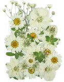 Dried Pressed Flowers for Crafts